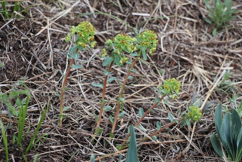 Euphorbia alpina, photographed by Nina Filippova