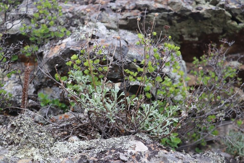 Spiraea trilobata, photographed by Nina Filippova
