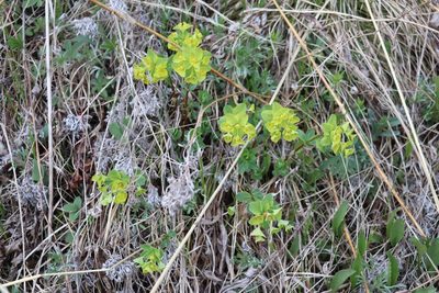 Euphorbia altaica, photographed by Nina Filippova
