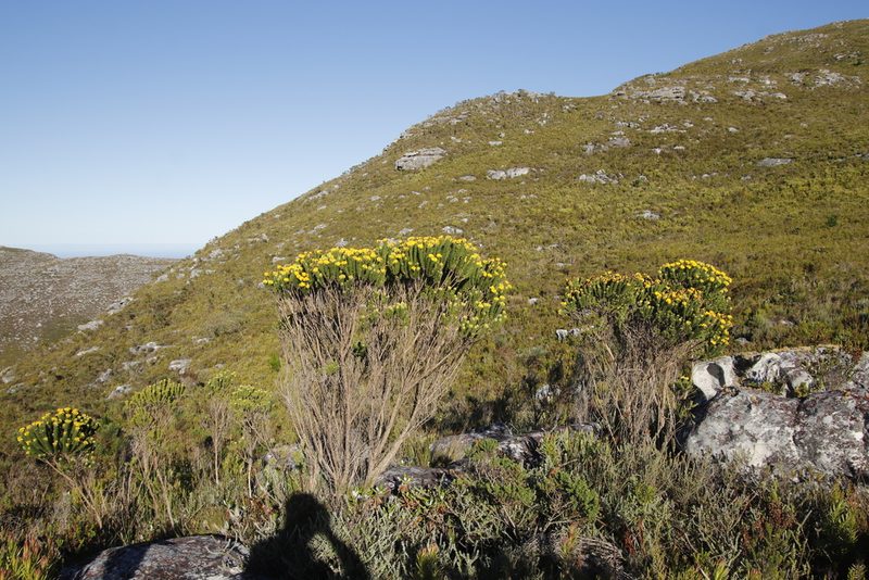 Aspalathus capitata, photographed by Tony Rebelo