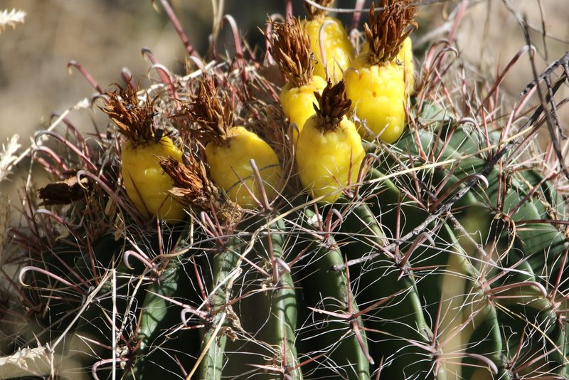 Ferocactus wislizeni, photographed by er-birds