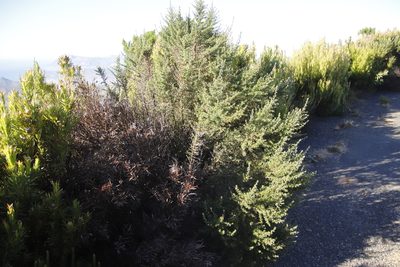 Cliffortia ruscifolia, photographed by Tony Rebelo