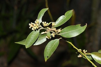 Litsea glaucescens, photographed by Neptalí Ramírez Marcial