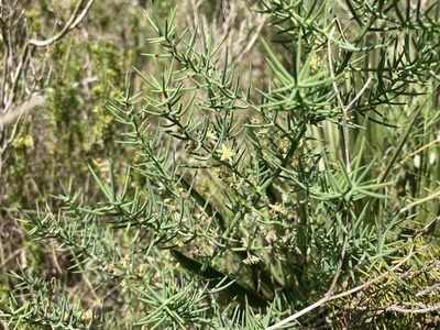 Asparagus horridus, photographed by Marc Riera