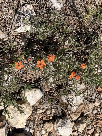 Lysimachia collina, photographed by Marc Riera