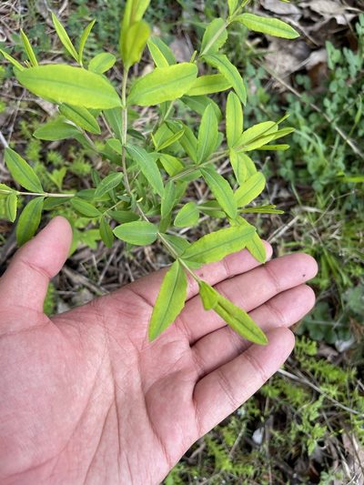 Hypericum frondosum, photographed by Brandon Corder