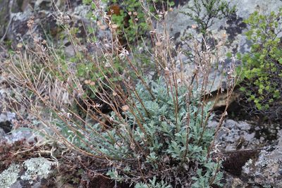 Tanacetum sinuatum, photographed by Nina Filippova