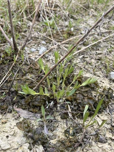 Clinopodium glabellum, photographed by Brandon Corder