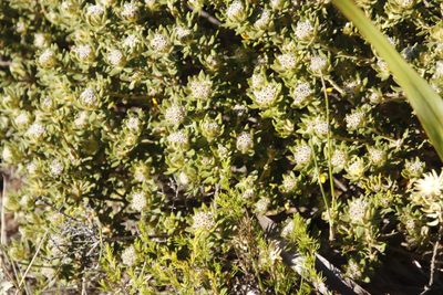 Phylica dioica, photographed by Tony Rebelo