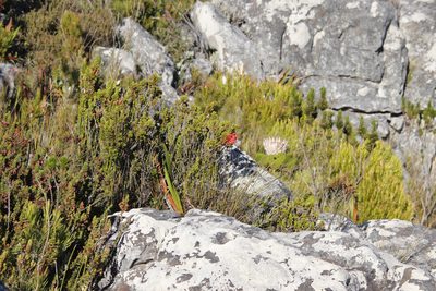 Disa ferruginea, photographed by Tony Rebelo