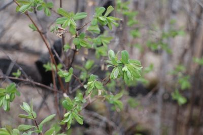 Lonicera caerulea, photographed by Nina Filippova