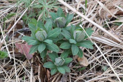 Euphorbia pilosa, photographed by Nina Filippova