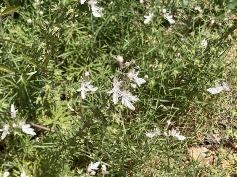 Teucrium pseudochamaepitys, photographed by Marc Riera