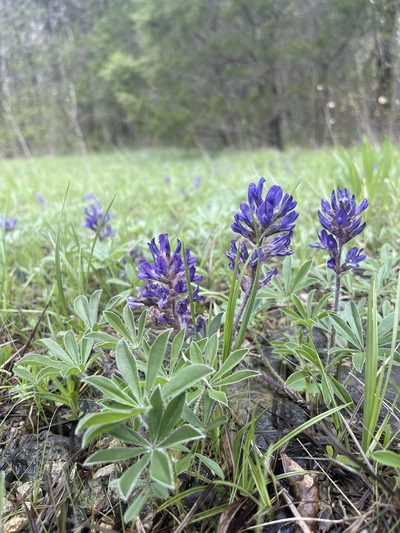Pediomelum subacaule, photographed by Brandon Corder