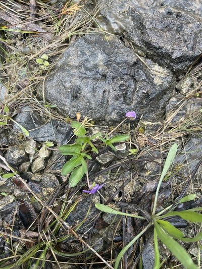 Viola egglestonii, photographed by Brandon Corder