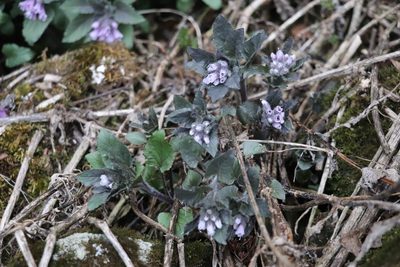 Physochlaina physaloides, photographed by Nina Filippova