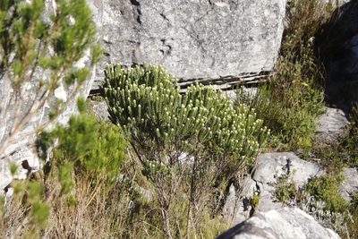 Aspalathus capitata, photographed by Tony Rebelo