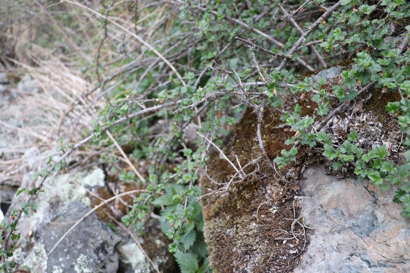 Ribes aciculare, photographed by Nina Filippova