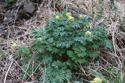 Corydalis nobilis, photographed by Nina Filippova