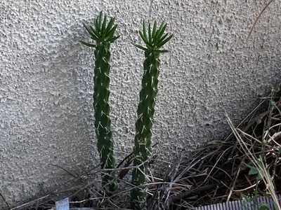 Austrocylindropuntia subulata, photographed by Marc Riera