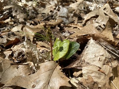 Pyrola americana, photographed by Rochelle Davis
