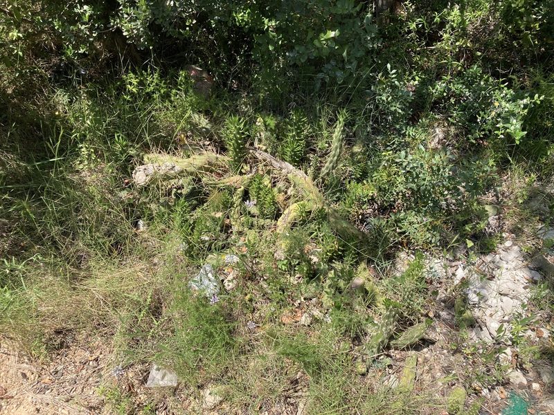 Austrocylindropuntia subulata, photographed by Marc Riera