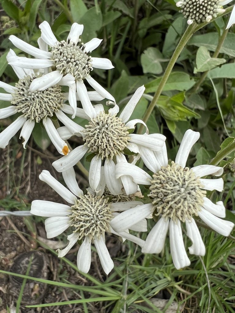 Verbesina elegans, photographed by Nicolás Baresch Uribe