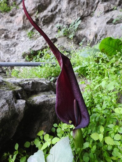 Arum purpureospathum, photographed by Yves Bas
