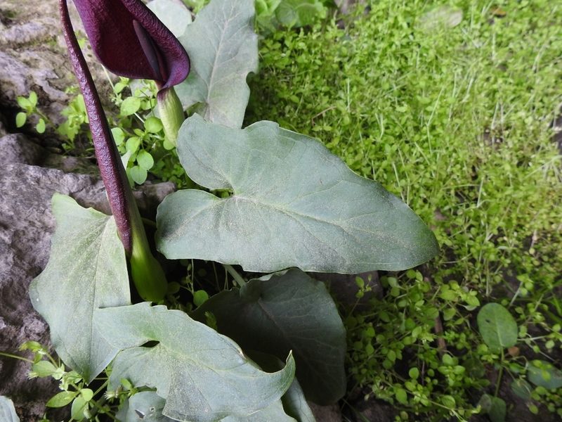 Arum purpureospathum, photographed by Yves Bas