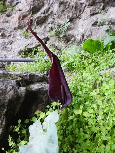 Arum purpureospathum, photographed by Yves Bas