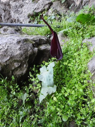 Arum purpureospathum, photographed by Yves Bas