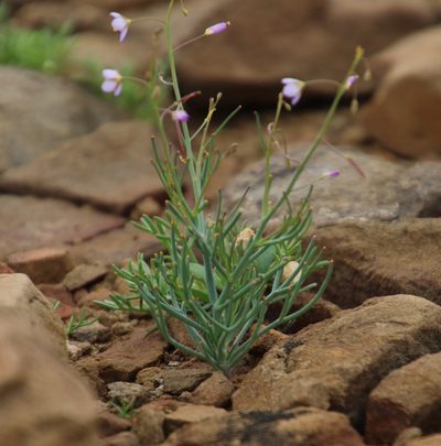 Heliophila trifurca, photographed by Tony Rebelo