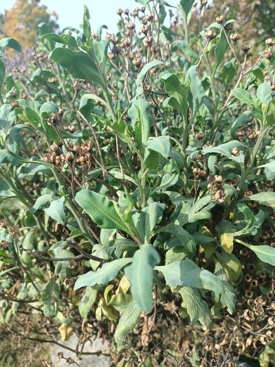 Ruta graveolens, photographed by maurozunino