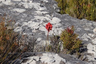 Disa ferruginea, photographed by Tony Rebelo