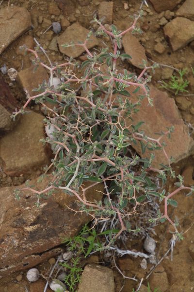 Aizoon cymosum, photographed by Tony Rebelo