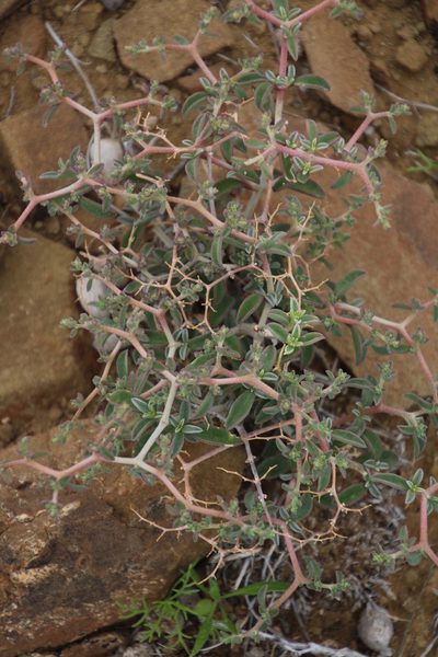 Aizoon cymosum, photographed by Tony Rebelo
