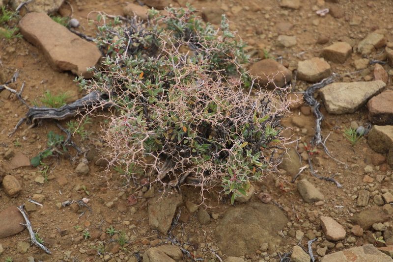 Aizoon cymosum, photographed by Tony Rebelo