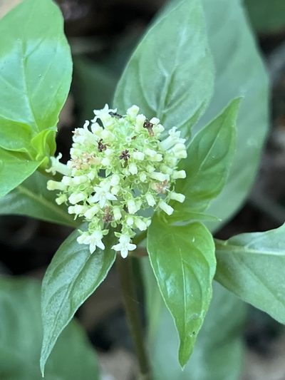Palicourea hebeclada, photographed by Djibo Zanzot