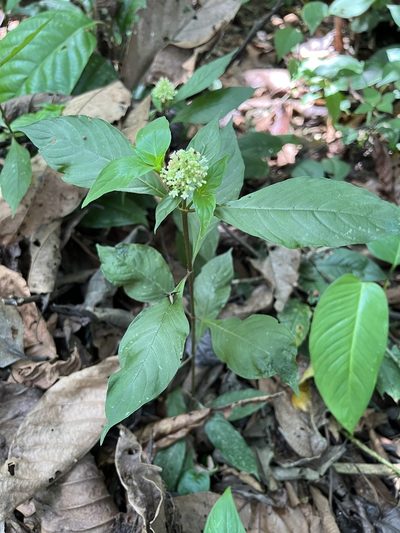 Palicourea hebeclada, photographed by Djibo Zanzot