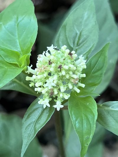 Palicourea hebeclada, photographed by Djibo Zanzot