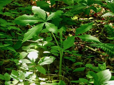 Arisaema quinatum, photographed by Michael J. Papay