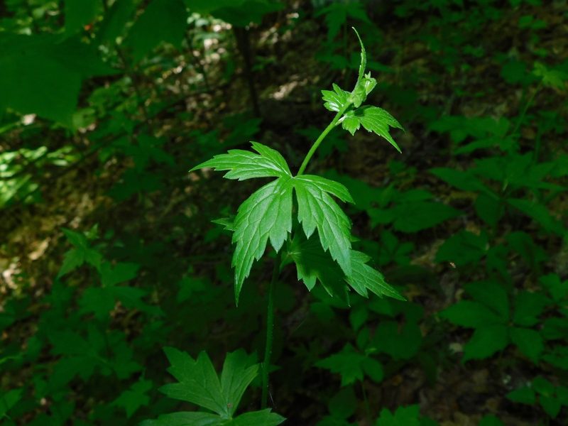 Aconitum reclinatum, photographed by Michael J. Papay
