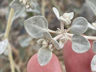 Tidestromia suffruticosa