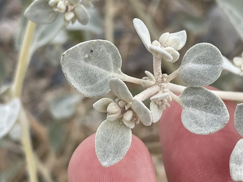 Tidestromia suffruticosa, photographed by Bobby McCabe