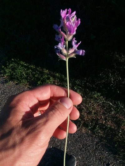 Oxytropis besseyi, photographed by Tait Sougstad