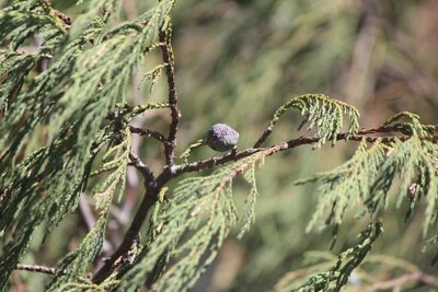 Juniperus flaccida, photographed by José Belem Hernández Díaz