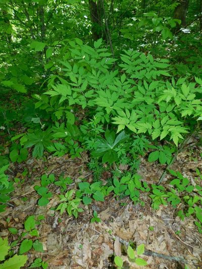 Aconitum reclinatum, photographed by Michael J. Papay