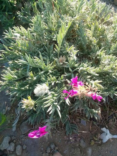 Oxytropis besseyi, photographed by Tait Sougstad