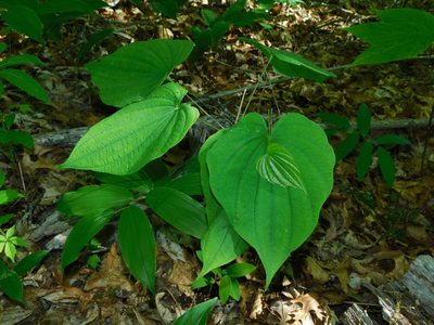 Dioscorea quaternata, photographed by Michael J. Papay