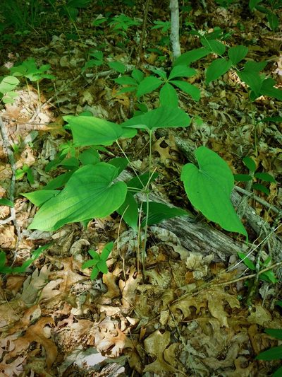 Dioscorea quaternata, photographed by Michael J. Papay
